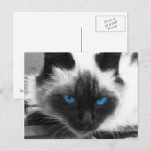 シャム猫 ポストカード (正面/裏面)