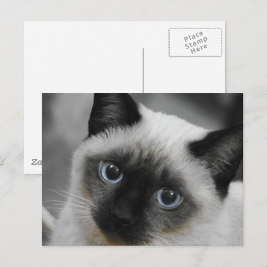 シャム猫 ポストカード (正面/裏面)