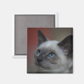 シャム猫 マグネット (正面/裏面)