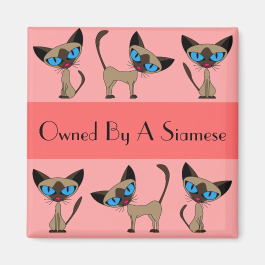 シャム磁石によって所有される マグネット (正面)