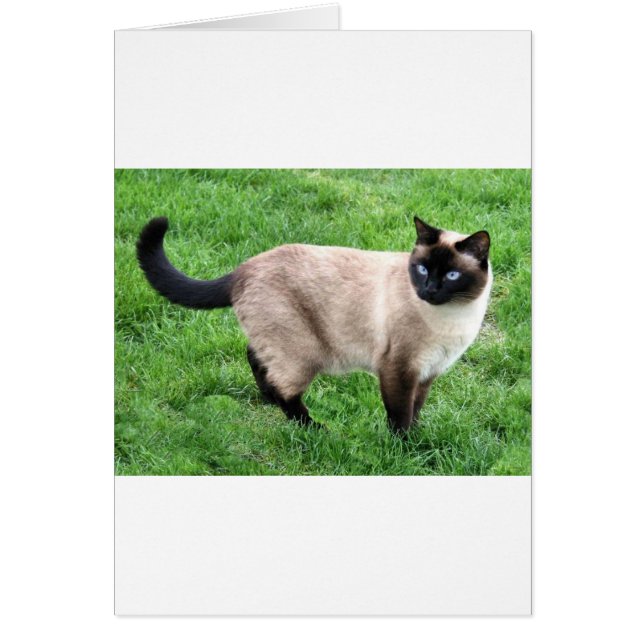 シャム美しい (正面)