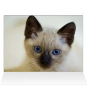 シャム語  (内部横(上))