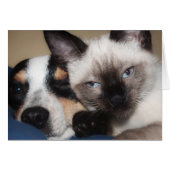 シャム語  (正面横)