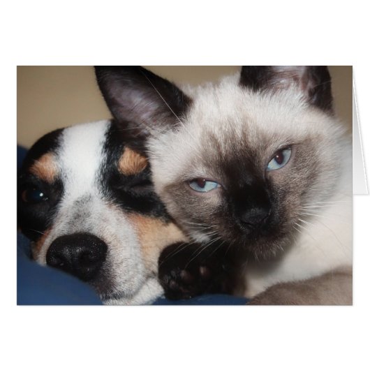 シャム語  (正面横)