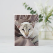 シャム語、チョコレート虎猫点 ポストカード (スタンド正面)