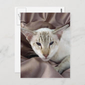 シャム語、チョコレート虎猫点 ポストカード (正面/裏面)