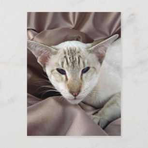 シャム語、チョコレート虎猫点 ポストカード