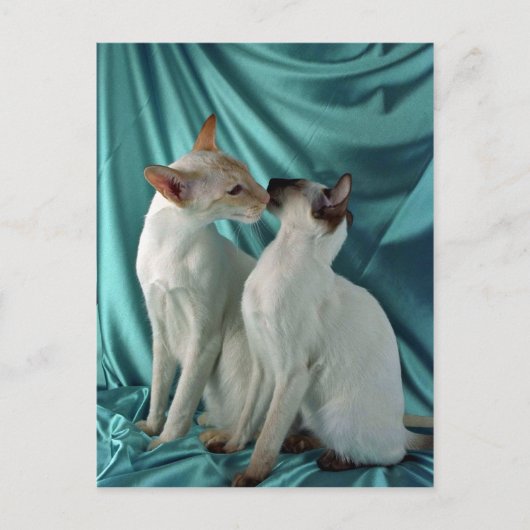 シャム語、赤点と封印点 ポストカード (正面)