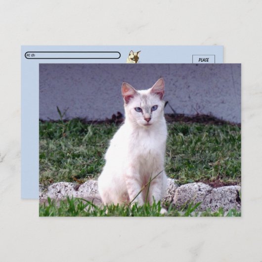 シャム野良猫葉書 ポストカード (正面/裏面)