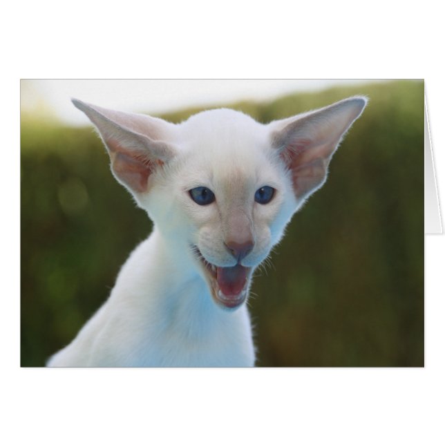 シャム間抜けゼ (正面横)