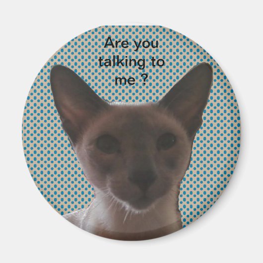 シャム間抜け猫 マグネット (正面)