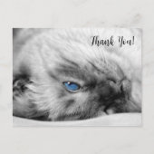 シャム青い目の猫ありがとう ポストカード (正面)