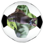 シャム黒猫サッカーボールをデクスター サッカーボール (回転)