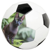 シャム黒猫サッカーボールをデクスター サッカーボール (3/4)