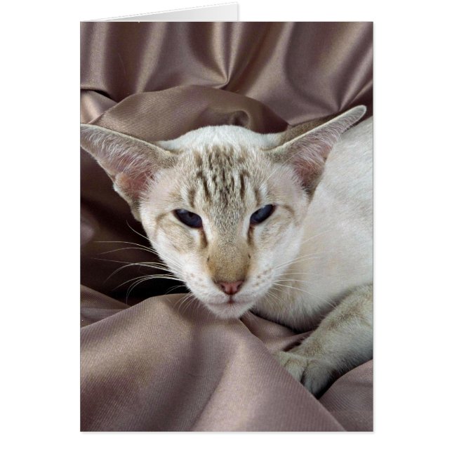 シャム、チョコレート虎猫ポイント (正面)