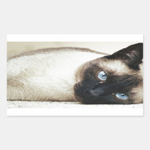 シャメネキャットペットパーニャー子猫デスティニーアート 長方形シール