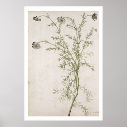 シャメラム・ノビールアリオーニ， c.1568 ポスター (正面)