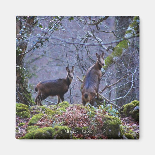 シャモアのママとカーフ マグネット (正面)