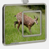 シャモア歩くオン草はがき シルバープレートフレームオーナメント (右)