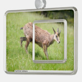 シャモア歩くオン草はがき シルバープレートフレームオーナメント (左)