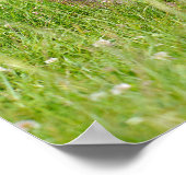 シャモア歩くオン草はがきTシャツコーヒーM ポスター (角)