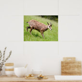 シャモア歩くオン草はがきTシャツコーヒーM ポスター (キッチン)