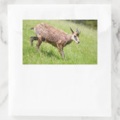 シャモア歩くオン草はがきTシャツコーヒーM 長方形シール (バッグ)