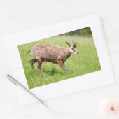 シャモア歩くオン草はがきTシャツコーヒーM 長方形シール (封筒)