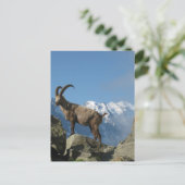 シャモニー ポストカード (スタンド正面)