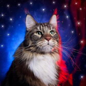 シャルトローの猫種 Tシャツ