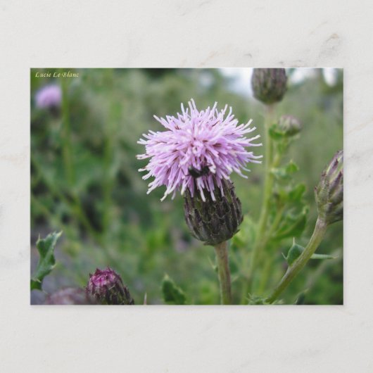 シャルドン・デ・シャン ポストカード (正面)