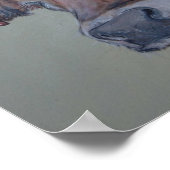 シャルルハイランダー牛が覗き見る ポスター (角)