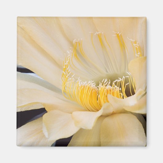 シャルルマーニュechnopsisの開花 マグネット (正面)