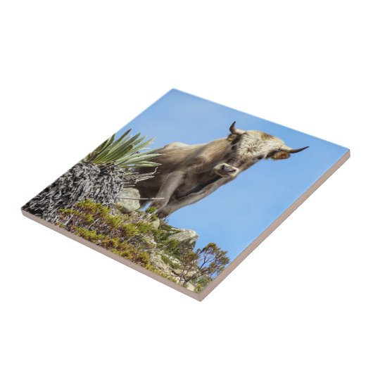 シャロレブル タイル (側面)