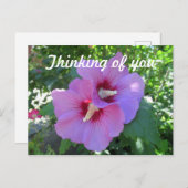 シャロンのピンクのバラの花考えの写真の写真 ポストカード (正面/裏面)