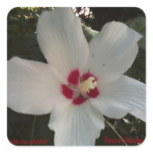 シャロンシールバラ