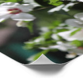 シャロンバラポスター ポスター (角)