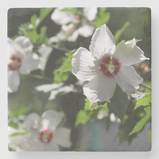 シャロンバラ ストーンコースター (正面)