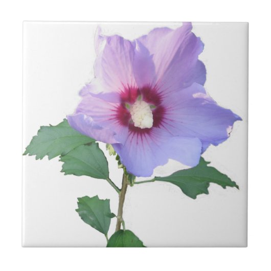 シャロンバラ タイル (正面)