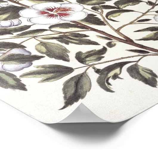 シャロンバラ ポスター (角)