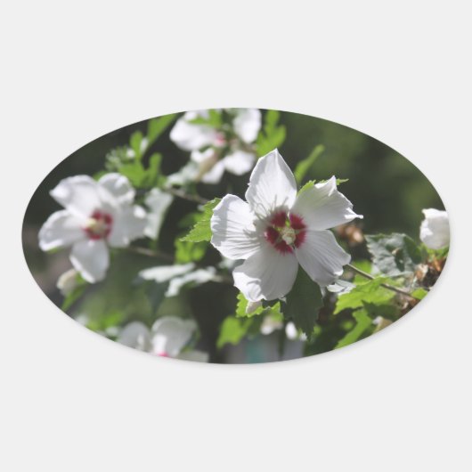 シャロンバラ 楕円形シール (正面)