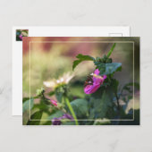 シャロン及び訪問者のバラ ポストカード (正面/裏面)