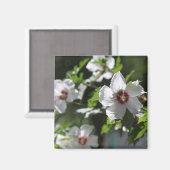 シャロン磁石バラ マグネット (正面/裏面)