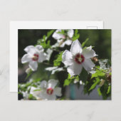 シャロン葉書のバラ ポストカード (正面/裏面)