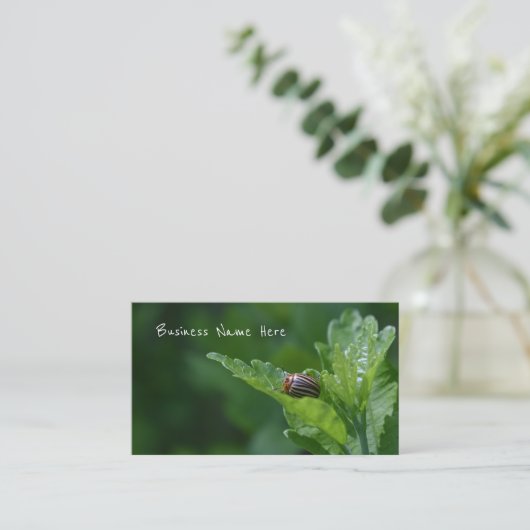 シャロン・フローラ・ビートルのバラのラディバグ 名刺 (スタンド正面)