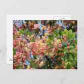 シャワカラフルー・ツリーの花 ポストカード (正面/裏面)