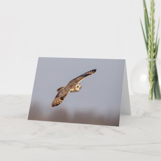 シャワンクングン草原の短い耳のフクロウ カード (正面)