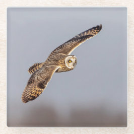 シャワンクングン草原の短い耳のフクロウ ガラスコースター