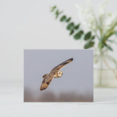 シャワンクングン草原の短い耳のフクロウ ポストカード (スタンド正面)