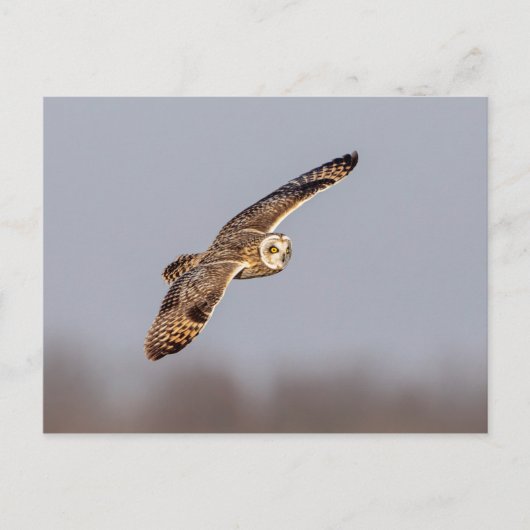 シャワンクングン草原の短い耳のフクロウ ポストカード (正面)